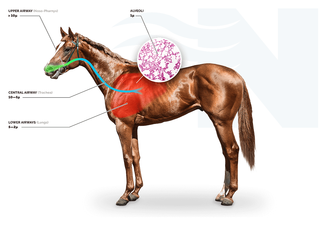Nortev Horse Breathing Diagram 1